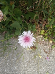 Crepis rubra