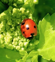 Coccinella septempunctata