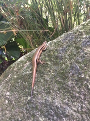 Trachylepis sechellensis