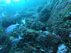 Amphichaetodon howensis