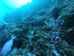 Amphichaetodon howensis