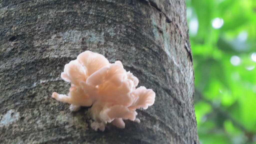 Pleurotus djamor · November 2023 · photo: © lucasmantelo (iNaturalist, cc-by)
