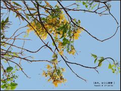 Crateva adansonii formosensis