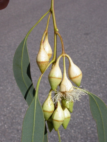 Eucalyptus longifolia Link & Otto