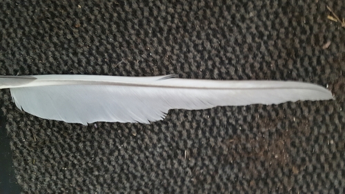 Plume de Cygne chanteur