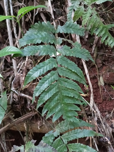 Diplazium cristatum