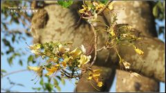 Crateva adansonii formosensis