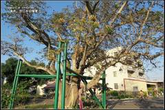 Crateva adansonii formosensis