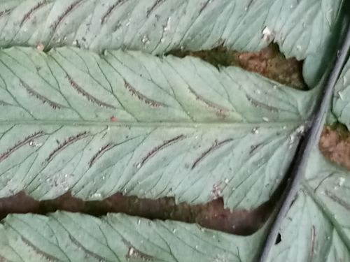 Diplazium cristatum, photograph 2