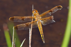 Libellula semifasciata