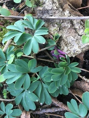Corydalis intermedia