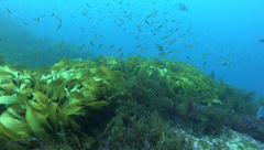 Forsterygion maryannae