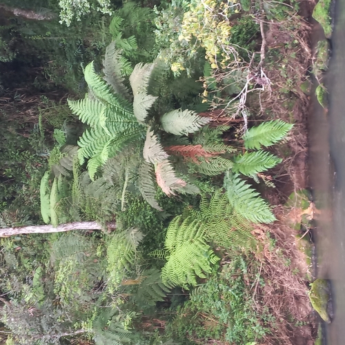 Dicksonia sellowiana (Dicksonia sellowiana)