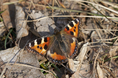 Aglais urticae