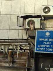 Macaca mulatta