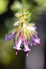 Erica barbigeroides