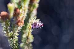 Erica barbigeroides