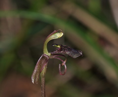Chiloglottis reflexa