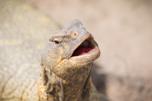 Egyptian Spiny–tailed Lizard