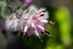 Erica eriocephala