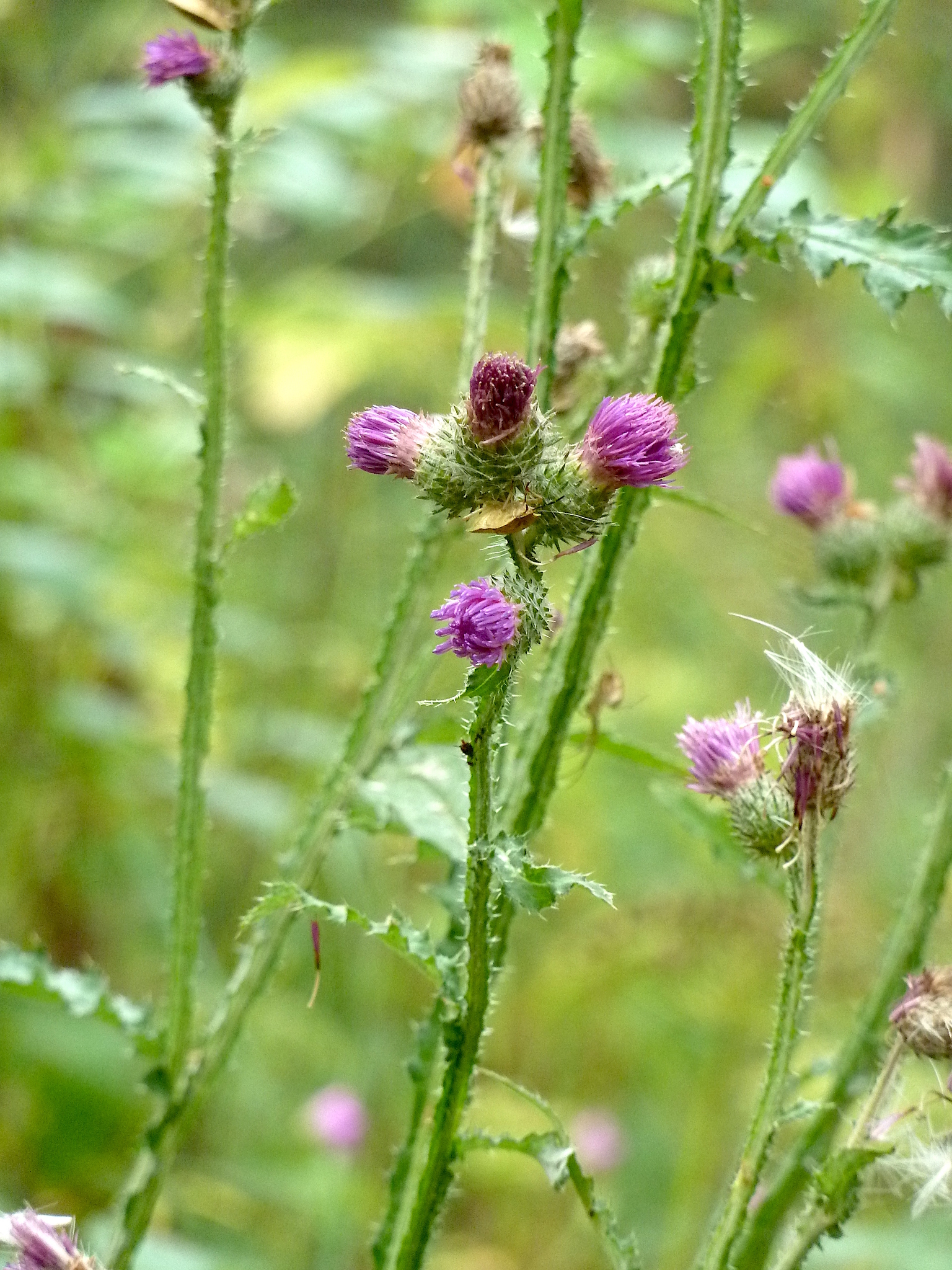 Carduus crispus