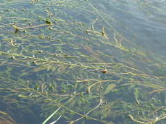 Potamogeton × nitens