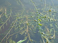 Potamogeton × nitens
