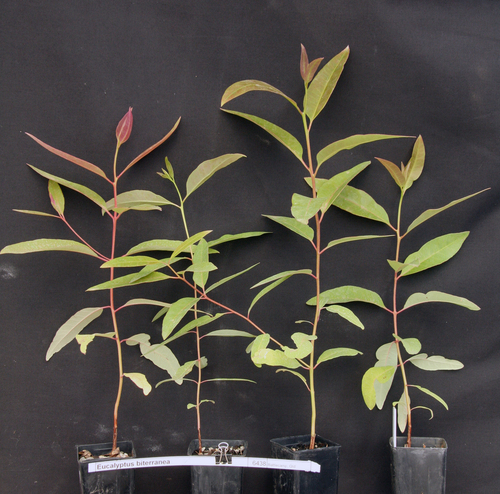 Eucalyptus biterranea L.A.S.Johnson & K.D.Hill