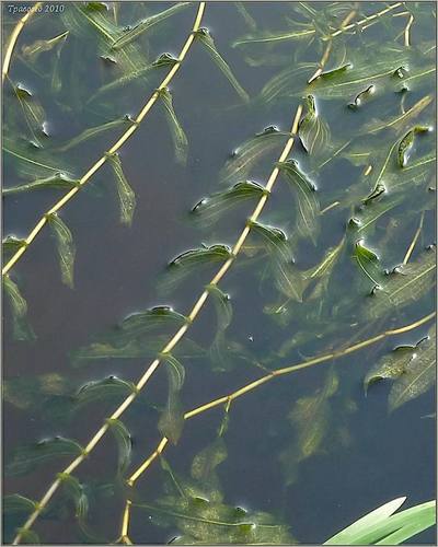 Potamogeton X nitens