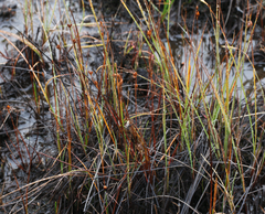 Juncus stygius