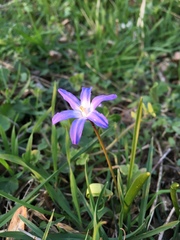 Scilla luciliae