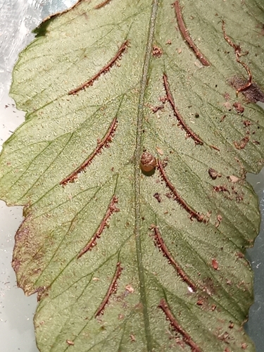 Diplazium cristatum, photograph 4