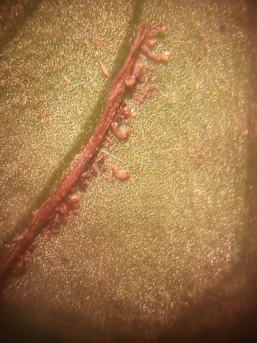 Diplazium cristatum, photograph 5