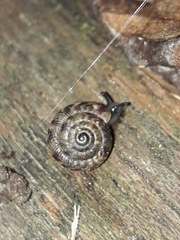 Punctoidea