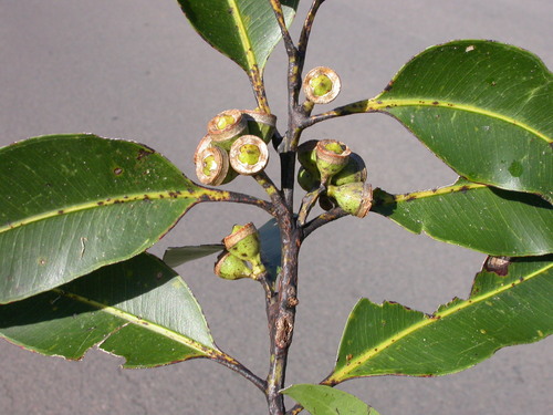 Eucalyptus pellita