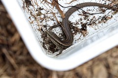 Oligosoma polychroma