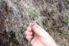 Oligosoma polychroma