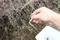 Oligosoma polychroma