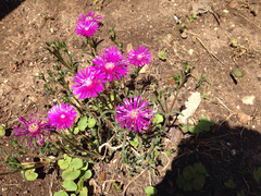 Disphyma crassifolium