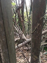 Erythrorchis altissima