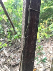 Erythrorchis altissima