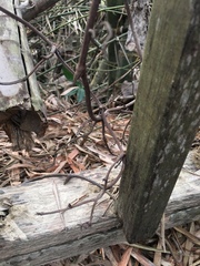 Erythrorchis altissima