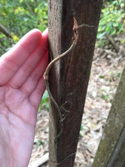 Erythrorchis altissima