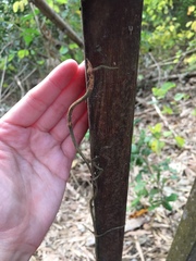 Erythrorchis altissima