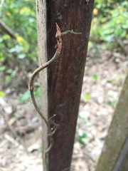 Erythrorchis altissima