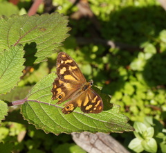 Heteronympha banksii