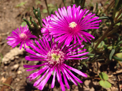 Disphyma crassifolium