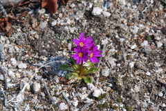 Primula cuneifolia
