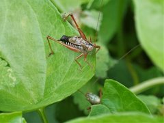 Conocephalus semivittatus