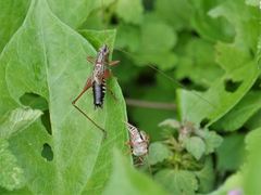 Conocephalus semivittatus